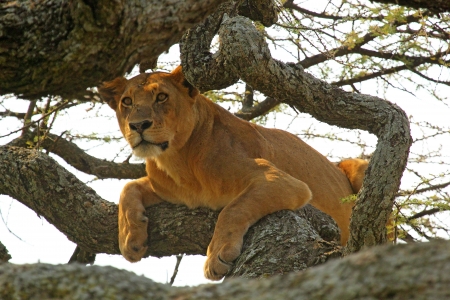 A lioness (Panthera Leo) resting on a tree in Serengeti National Park, Tanzaniaの写真素材