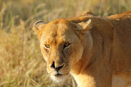 Portrait of a lioness (Panthera Leo)の写真素材