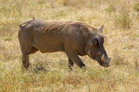 A warthog (Phacochoerus africanus) grazing in Ngorongoro Conservation Area, Tanzaniaの写真素材