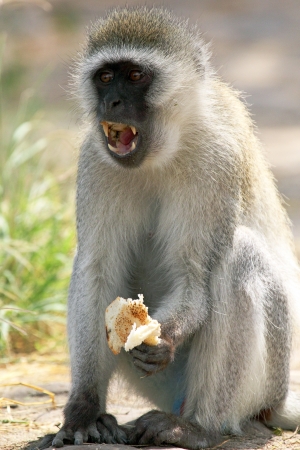 Male vervet monkey (Chlorocebus pygerythrus) eating a piece of bread and displaying teeth, Serengeti...