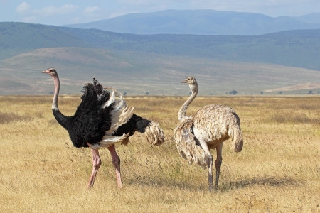 A couple of ostriches (Struthio camelus) breeding in Ngorongoro Conservation Area, Tanzaniaの写真素材