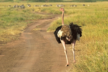 A male ostrich (Struthio camelus) walking down a trail in Serengeti National Park, Tanzaniaの写真素材