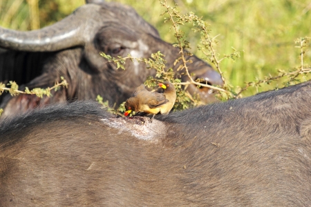 Two yellow-billed Oxpeckers (Buphagus africanus) feeding on the back of an african buffaloの写真素材