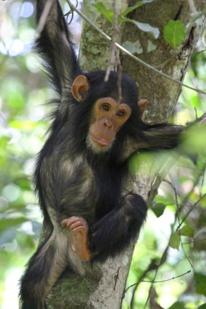 Young chimpanzee (Pan troglodytes) clinging to a tree in Gombe Stream National Park, Tanzaniaの写真素材