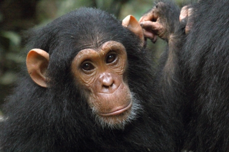 Portrait of a young chimpanzee (Pan troglodytes)の写真素材