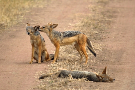 A family of black-backed jackals (Canis mesomelas), a cub sniffing the mother, in Serengeti National...