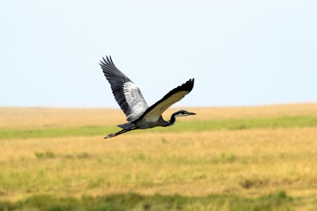 Black-headed Heron (Ardea melanocephala) flying over the Serengeti plains, Tanzaniaの写真素材