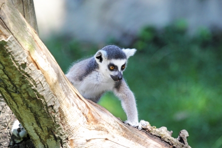 A ring-tailed lemur (Lemur catta) climbing a log