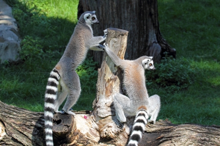 Two ring-tailed lemurs (Lemur catta) standing on a logの写真素材