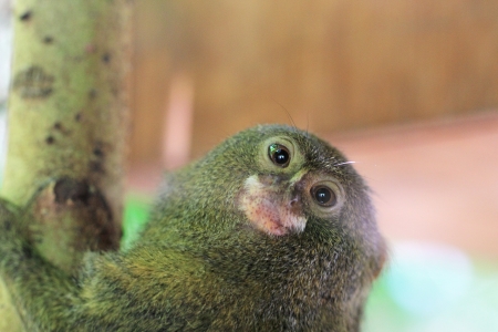Portrait of a pygmy marmoset (Cebuella pygmaea)