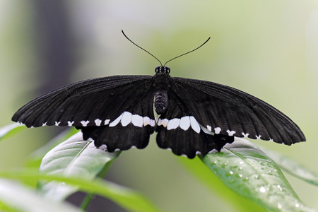 Dorsal view of a black and white butterfly on a leafの写真素材
