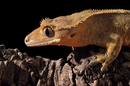 Side view of a new Caledonian crested gecko (Rhacodactylus ciliatus) on a branchの写真素材