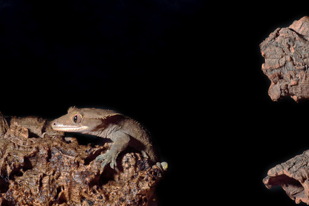 A new Caledonian crested gecko (Rhacodactylus ciliatus) landing to a branchの写真素材