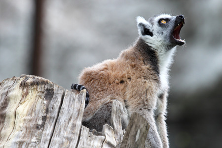 A ring-tailed lemur (Lemur Catta) on a log yawning and displaying teeth