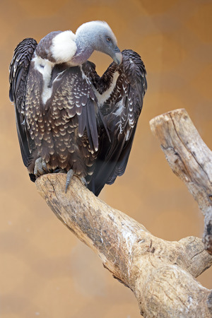 A Ruppell's Griffon Vulture (Gyps rueppellii) on a dead treeの写真素材