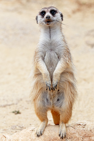 A meerkat (Suricata suricatta), standing on a rock, looks aroundの写真素材