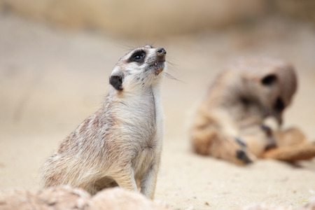 A meerkat (Suricata suricatta), sitting on a rock, looks aroundの写真素材