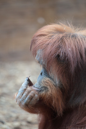 Portrait of bornean orangutan, Pongo pygmaeus, a great ape native to the island of Borneoの写真素材