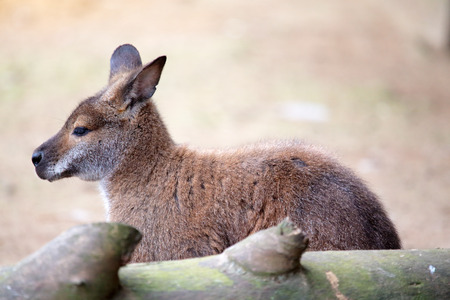 A kangaroo is sitting behing a logの写真素材