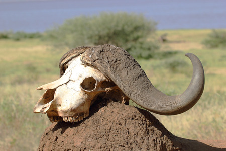The skull of an african cape buffalo (Syncerus caffer) on a mound of earthの写真素材