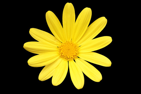 A yellow daisy flower isolated on black backgroundの写真素材