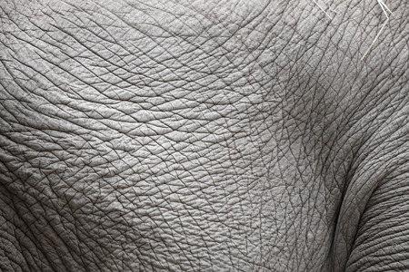 Closeup of the wrinkled skin of an asiatic elephant