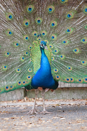 Portrait of an indian peafowl (Pavo cristatus) with its tail openedの写真素材