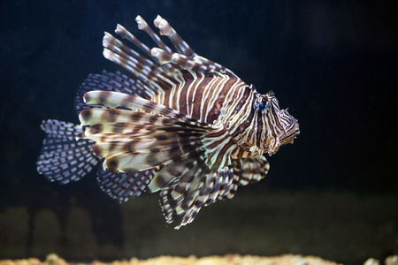 A red lionfish, Pterois volitans, is a venomous coral reef fish from Indian and Pacific Oceans