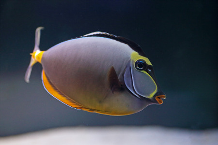An elegant unicornfish, Naso elegans, swimming in a tropical marine water aquarium