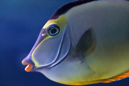 The face of an elegant unicorn fish (Naso elegans)の写真素材