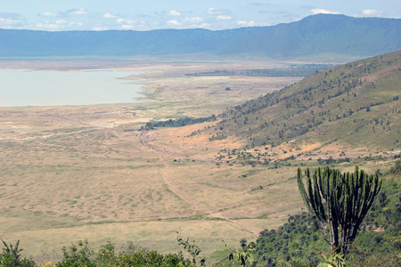 Panoramic view of Ngorongoro Conservation Area, Tanzania, with a giant candelabra plant, Euphorbia candelabrum, in foreground. の写真素材