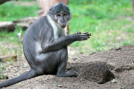 Sooty mangabey monkey (Cercocebus atys lunulatus) playing with a clod of earth