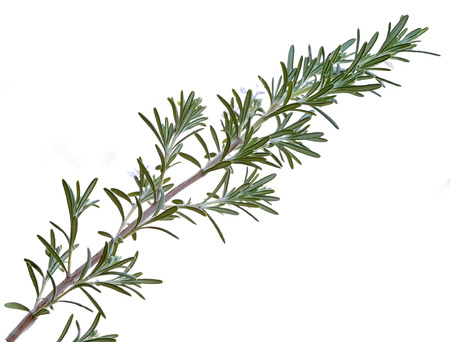 Rosemary (Rosmarinus officinalis) sprig isolated on white backgroundの写真素材