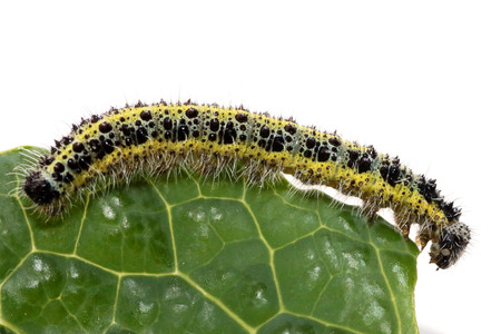 Side view of a caterpillar of large cabbage white butterfly, Pieris brassicae, on a leaf of savoy...