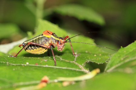A colorful cricket resting on a leaf