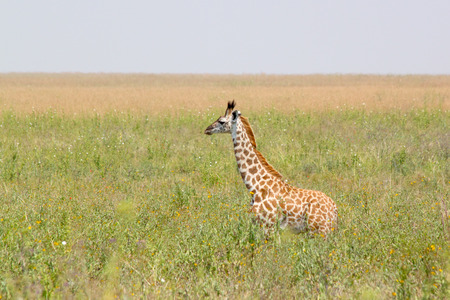 A baby giraffe (Giraffa camelopardalis) standing in Serengeti National Park, Tanzania. A newborn giraffe is tall about as a manの写真素材