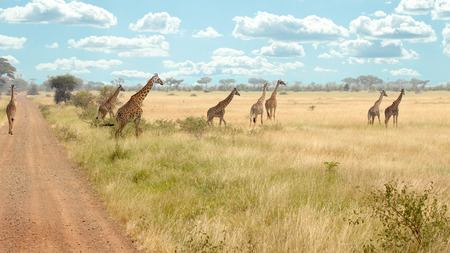 A herd of giraffes (Giraffa camelopardalis) are walking near a road in Serengeti National Park, Tanzaniaの写真素材