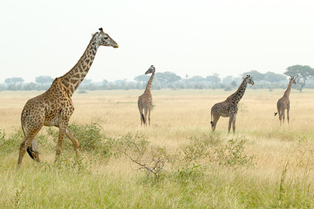 A group of four giraffes (Giraffa camelopardalis) in the grass of savannahの写真素材