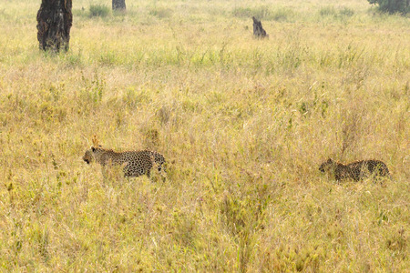A couple of leopards (Panthera pardus) walking in the grass in Serengeti National Park, Tanzania