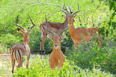 A herd of male impala, Aepyceros melampus, standing in the vegetation in Serengeti National Park, Tanzaniaの写真素材