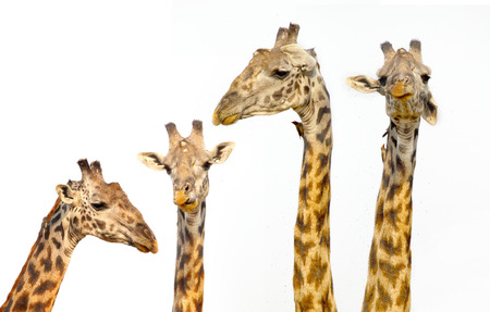 Four giraffes on a white backgroundの写真素材