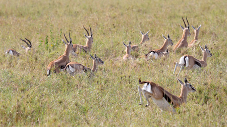A herd of Thomson's gazelle (Eudorcas thomsonii) running away in Serengeti National Park, Tanzaniaの写真素材