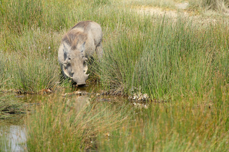 A warthog, Phacochoerus africanus, drinking from a pond in Serengeti National Park, Tanzaniaの写真素材