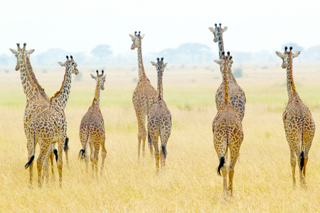 A group of giraffes (Giraffa camelopardalis) in Serengeti National Park, Tanzaniaの写真素材