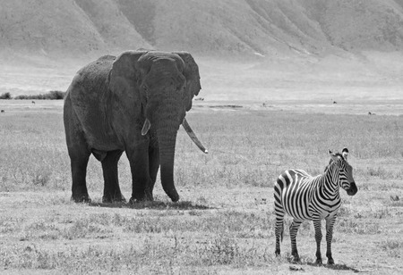 Black and white image of an african elephant, Loxodonta Africana, behind a common plain zebra, Equus Quagga, in Ngorongoro Conservation Area, Tanzaniaの写真素材