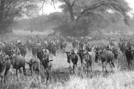 Herd of blue wildebeests, Connochaetes taurinus, moving during the Great Migration in Serengeti National Park, Tanzania. Black and white image.の写真素材