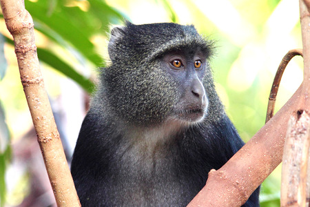 Portrait of a blue diademed monkey, Cercopithecus mitis, between the vegetation. The name is give from little hair on its face and this does sometimes give a blue appearance.の写真素材