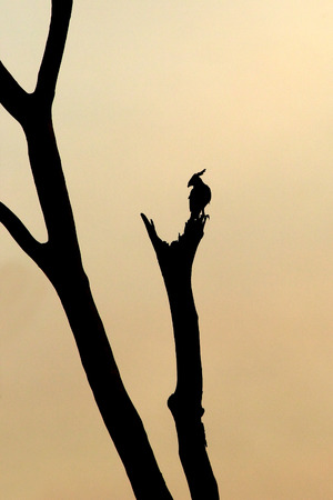 Silhouette of a Long-crested Eagle, Lophaetus occipitalis, perched on a dead tree at sunset in Serengeti National Park, Tanzaniaの写真素材