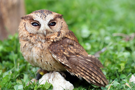 A small sunda scops owl, Otus lempiji, on a stone in the grassの写真素材