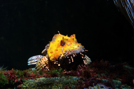 A venomous yellow scorpionfish lying on the bottom of the sea waiting for preyの写真素材